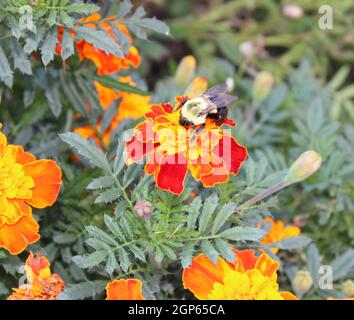 Eine Biene, die auf einer Ringelblume landete. Stockfoto