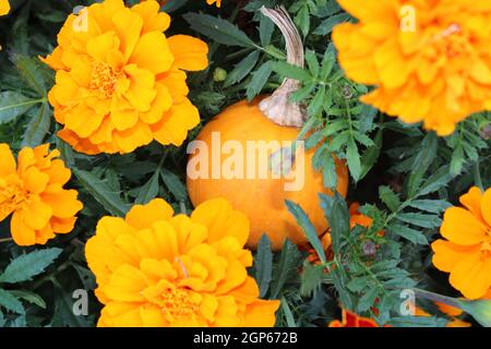 Kleiner Kürbis in einem Fleck Marigolds. Stockfoto