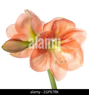 Schöne orange Amaryllis Blume oder Hippeastrum isoliert auf weißem Hintergrund, Nahaufnahme Stockfoto