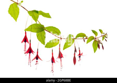 Blühender hängender Zweig in den Schattierungen der dunkelroten Fuchsia-Blume ist auf weißem Hintergrund, Magellanica, isoliert Stockfoto