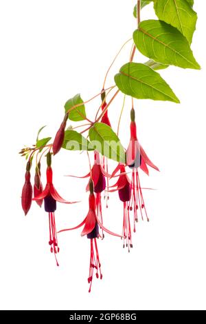 Blühender hängender Zweig in den Schattierungen der dunkelroten Fuchsia-Blume ist auf weißem Hintergrund isoliert, Magellanica, Nahaufnahme Stockfoto