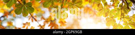 Panoramablick auf Kastanienblätter im herbstlichen Park auf dem sonnigen Hintergrund Stockfoto