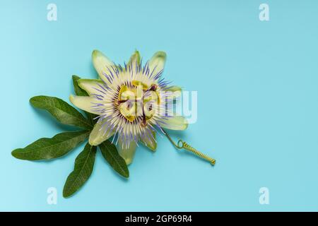 Nahaufnahme des grünen Passionsblumenblattes und des Blütenkopfes auf blauem Hintergrund, Draufsicht Stockfoto