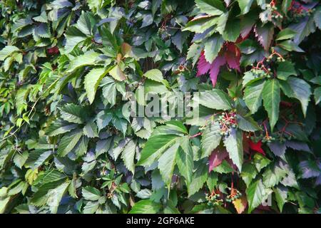 Virginia Creeper Parthenocissus quinquefolia grüne Blätter, die eine Wand bedecken. Stockfoto