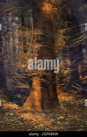 Göttlicher dichter dunkler Herbstwald. Majestätischer dunkler dichter Herbstwald. Seltsamer nebliger dunkler Wald. Stockfoto