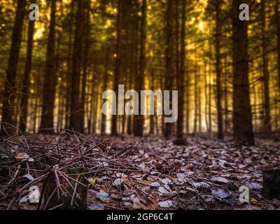 Göttlicher dichter dunkler Herbstwald. Majestätischer dunkler dichter Herbstwald. Seltsamer nebliger dunkler Wald. Stockfoto