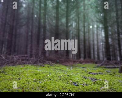 Dramatische Szenenlandschaft im Wald. Seltsamer Nebelwald im Herbst. Stockfoto