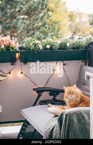 Eine Ingwerkatze sitzt im Sessel auf dem gemütlichen Balkon Stockfoto