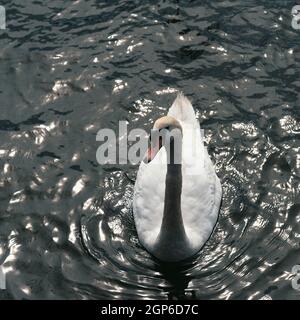 Der weiße Schwan, elegant und majestätisch, schwimmt auf dem Teich, gleitet leicht auf dem ruhigen Wasser. Ein Vogel in freier Wildbahn. Stockfoto