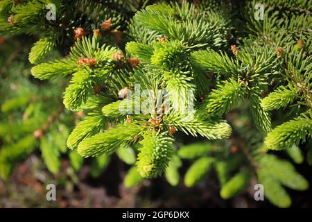 Die neuen Wachstumstipps auf einer Fichte. Stockfoto