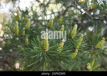 Untere Zweige einer Kiefer, bedeckt mit männlichen Zapfen. Stockfoto