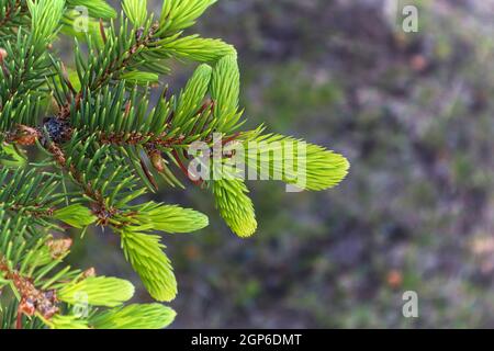 Makro der leuchtend grünen Fichtenspitzen mit neuem Wachstum. Stockfoto