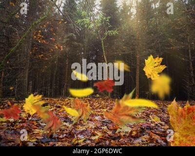 Gelbe, rote und orangefarbene Herbstblätter fallen in einen dunklen, seltsamen Wald. Herbst dichter dunkler göttlicher Wald und wunderschöne orange Blätter, die zu Boden fallen. Stockfoto