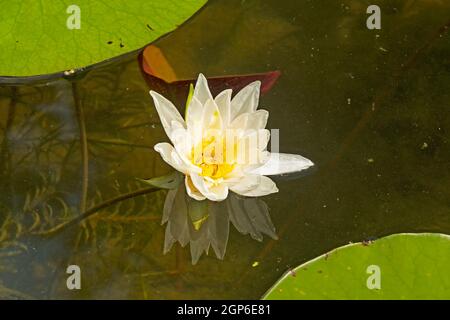 White Water Lily am Crooked Lake in der Sylvania Wilderness in Michigan Stockfoto