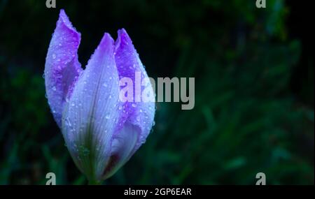 Makroaufnahme einer Blumeiris mit Wassertropfen, blühende Iris mit Wassertropfen nach Regen, Hintergrund, blau, Natur, Garten, grün, Pflanze, Blüte, Stockfoto