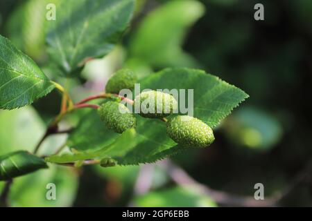 Im Sommer hängen zwei Erlenzapfen an Stielen. Stockfoto