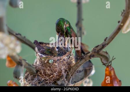 Erwachsene Kolibri füttert seine Nestlinge im Nest. Das Nest wird in einer Lampe gemacht Stockfoto