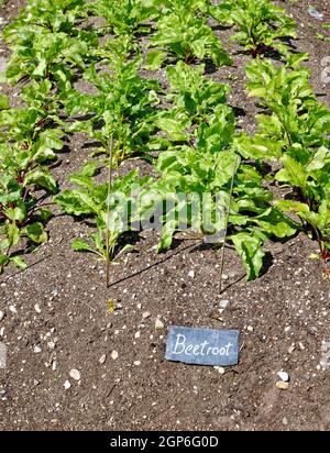 Rote Bete - Gartenrüben (Beta vulgaris) auf dem Feld. Rote Beete, Sorte Boltardy, wächst im Garten Stockfoto