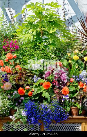 Typische englische Garten Pflanzen Blumen gepflanzt nahe verschiedenen