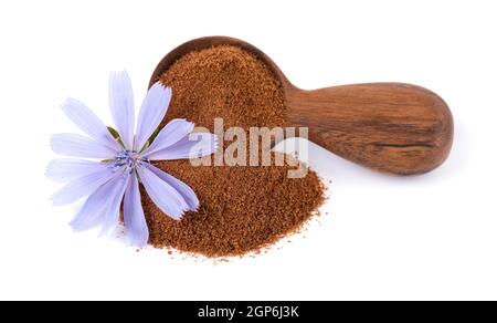 Zichorien-Pulver und Blume in Holzlöffel, isoliert auf weißem Hintergrund. Cichorium intybus. Stockfoto