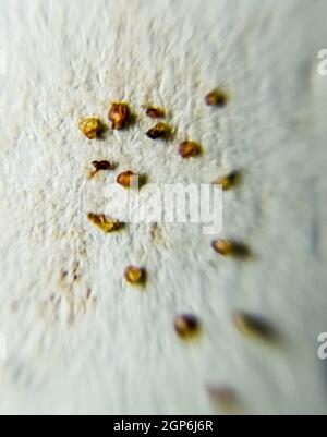 Parasiten auf einem Blatt Papier. Extrudiert von den Hautparasiten. Acari-Parasiten Stockfoto