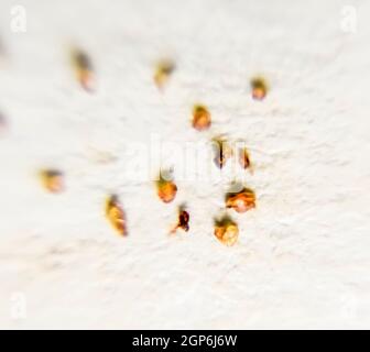 Parasiten auf einem Blatt Papier. Extrudiert von den Hautparasiten. Acari-Parasiten Stockfoto