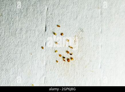 Parasiten auf einem Blatt Papier. Extrudiert von den Hautparasiten. Acari-Parasiten Stockfoto