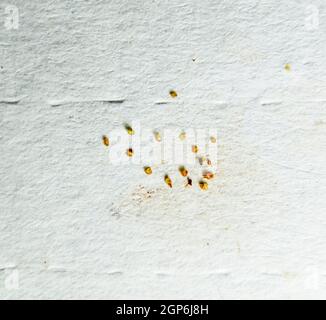 Parasiten auf einem Blatt Papier. Extrudiert von den Hautparasiten. Acari-Parasiten Stockfoto