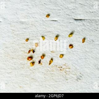 Parasiten auf einem Blatt Papier. Extrudiert von den Hautparasiten. Acari-Parasiten Stockfoto