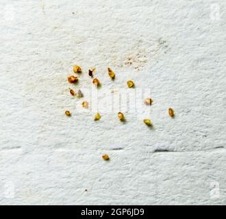 Parasiten auf einem Blatt Papier. Extrudiert von den Hautparasiten. Acari-Parasiten Stockfoto