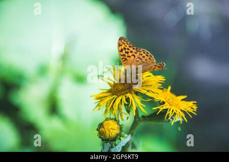 Schmetterling auf einer Blume, Frühling in Österreich Stockfoto