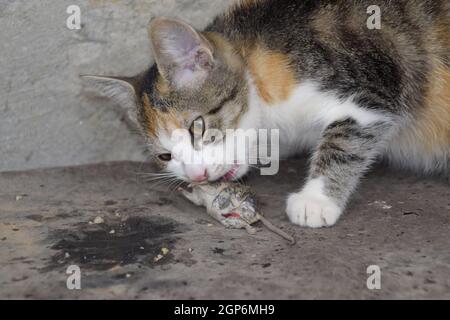 Die Katze fing die Maus. Die Katze frisst die Maus Gefangene. Jäger zu Hause. Stockfoto