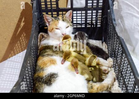 Katze Pflegemutter für die Entenküken. Katze in einem Korb mit Kätzchen und empfangen Moschus Ente Entenküken. Stockfoto