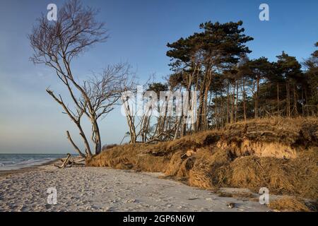 Windflüchter am Weststrand bei Ahrenshoop, Fischland-Darß Stockfoto