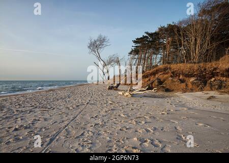Windflüchter am Weststrand bei Ahrenshoop, Fischland-Darß Stockfoto