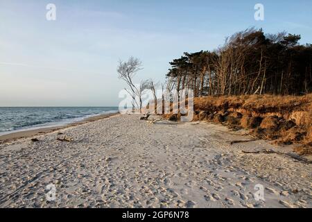 Windflüchter am Weststrand bei Ahrenshoop, Fischland-Darß Stockfoto