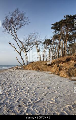 Windflüchter am Weststrand bei Ahrenshoop, Fischland-Darß Stockfoto