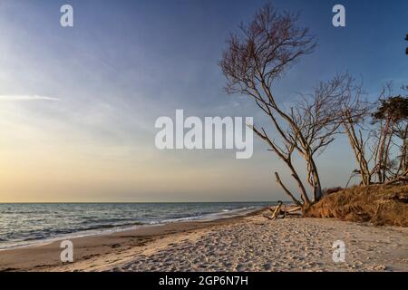 Windflüchter am Weststrand bei Ahrenshoop, Fischland-Darß Stockfoto