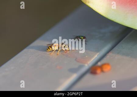 Nahaufnahme einer Biene, die einen Wassermelonensaft in der Nähe der Fliege auf einer blauen Bank trinkt Stockfoto