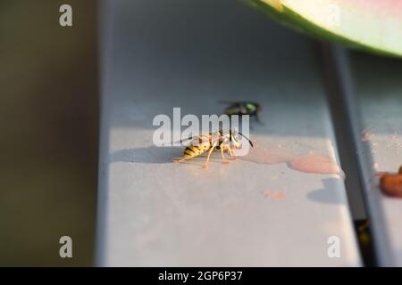 Nahaufnahme einer Biene, die einen Wassermelonensaft in der Nähe der Fliege auf einer blauen Bank trinkt Stockfoto