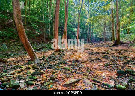 Sonnenbeleuchtete Blätter auf trockenem Bachbett auf dem war Fork Creek in Jackson County, KY. Stockfoto