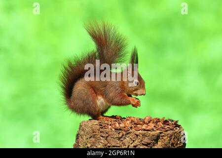 Eurasisches Rothörnchen (Sciurus vulgaris) auf einem Baumstumpf mit den Resten eines Fichtenkegels, Nordrhein-Westfalen, Deutschland Stockfoto