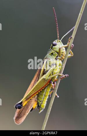 Große Sumpfgrasschrecke (Stethophyma grossum), Emsland, Niedersachsen, Deutschland Stockfoto