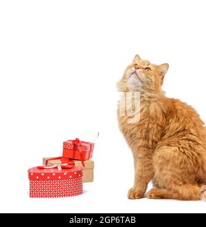 Erwachsene Ingwer Katze sitzt in der Mitte von Schachteln in braunem Papier eingewickelt und gebunden mit Seidenband, Geschenke und ein Tier auf weißem Hintergrund, Geburtstag Stockfoto