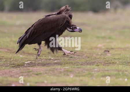 Aegypius monachus, juvenil, laufend, Extremadura, Spanien Stockfoto