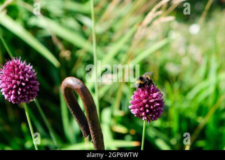 Bienen und Hummeln forden auf der lila Zierpflanze nach Honig Lauch Stockfoto