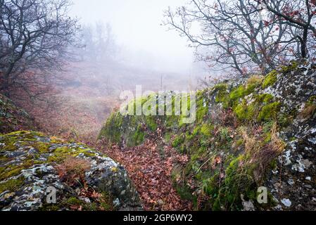 Felsen mit Moos an einem Eichenwald im Burgenland Stockfoto