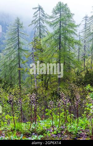 Landschaft in der Nähe von Sauris di Sotto, Friaul-Julisch Venetien, Italien Stockfoto