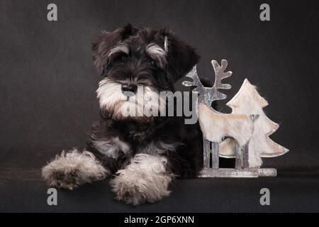 Neujahrs schwarz-graue Farbe Miniatur Schnauzer Hunderasse drinnen in einem Fotostudio auf schwarzem Hintergrund liegt, mit einem Weihnachtsbaum und einem Hirsch Stockfoto