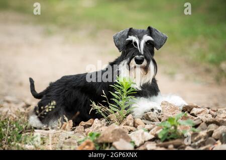 Miniatur schnauzer Rasse Hund legen auf trockenen Steinen im Freien mit Verschwommener Hintergrund im Sommer in der Nähe von Büschen Stockfoto
